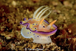 Chromodoris Kuniei - Lembeh Strait by Hakan Basar 